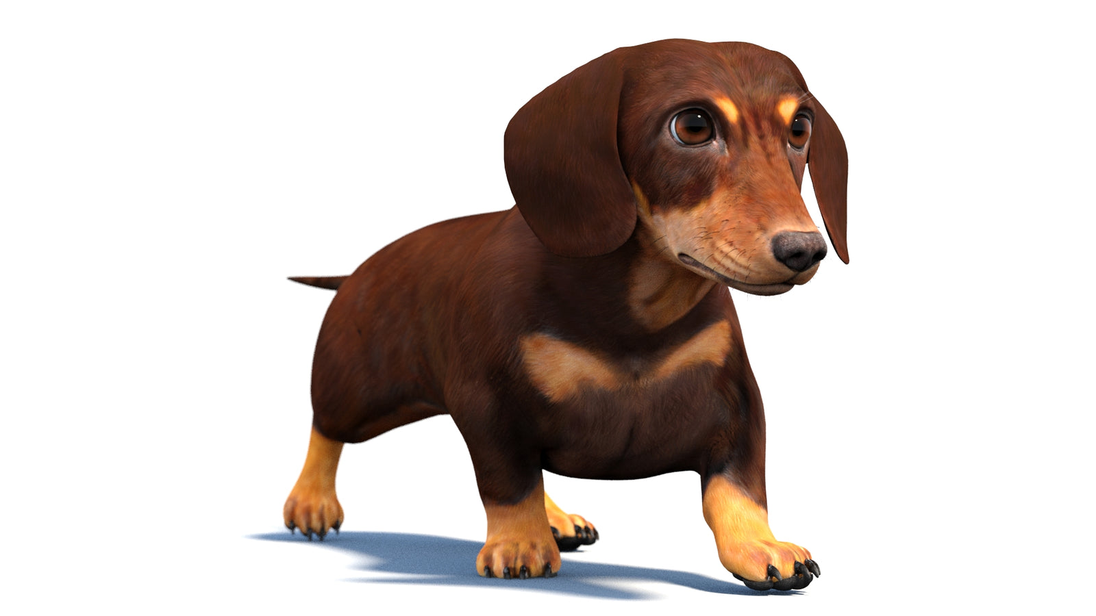 Animated Dachshund Dog 3D Model 360° view 4 frame 25