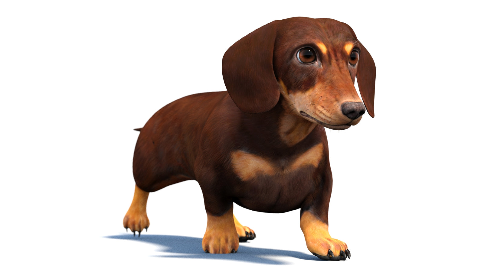 Animated Dachshund Dog 3D Model 360° view 4 frame 27