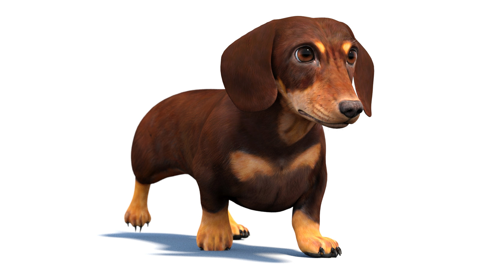 Animated Dachshund Dog 3D Model 360° view 4 frame 28
