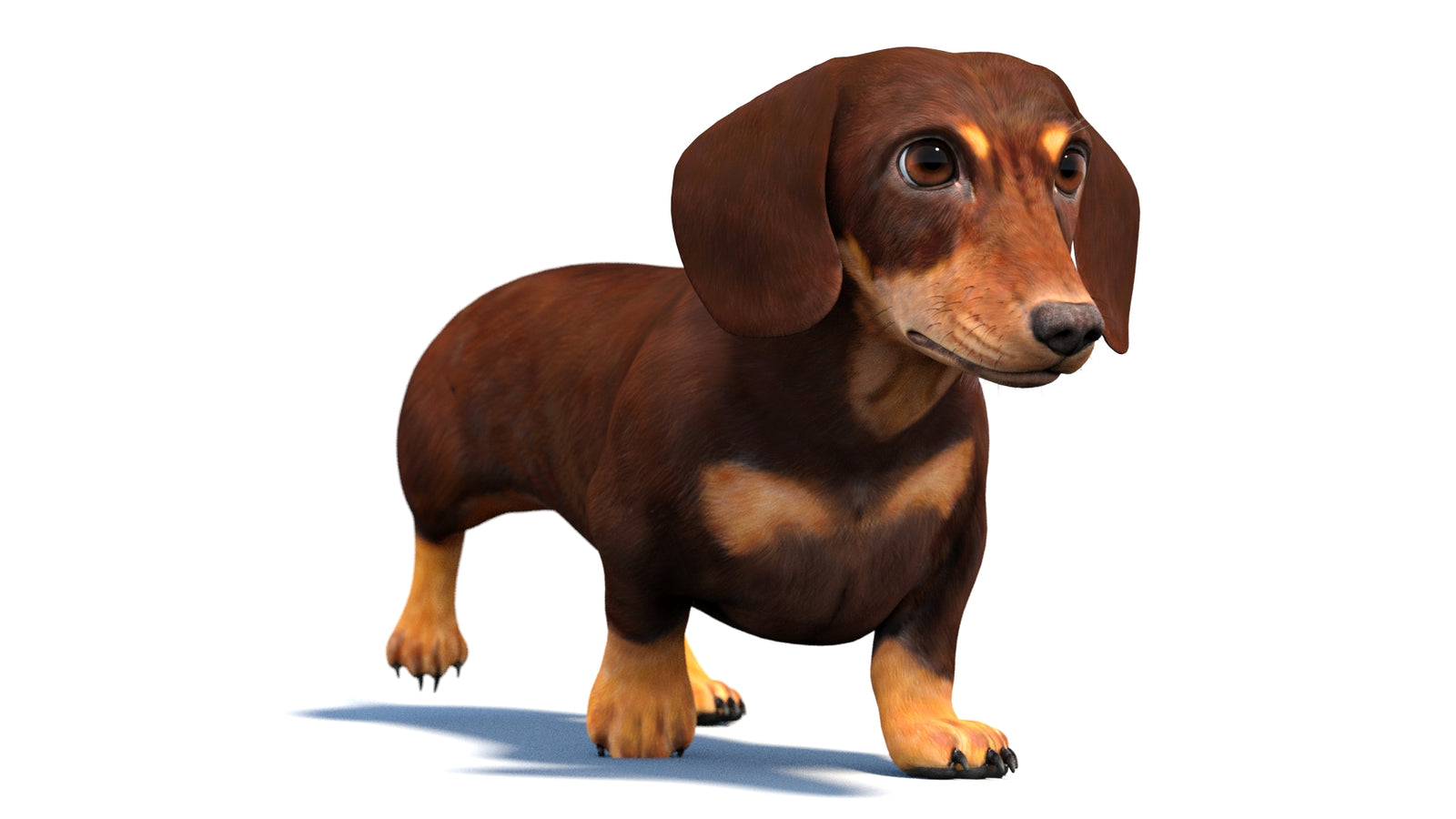 Animated Dachshund Dog 3D Model 360° view 4 frame 29