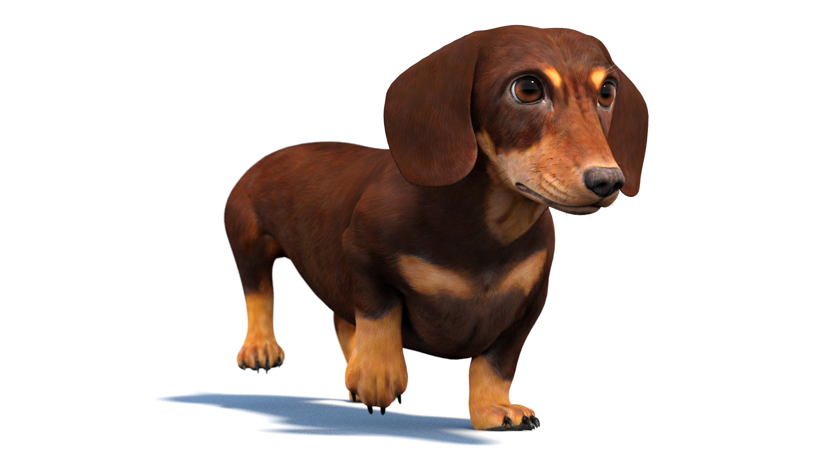 Animated Dachshund Dog 3D Model 360° view 4 frame 32