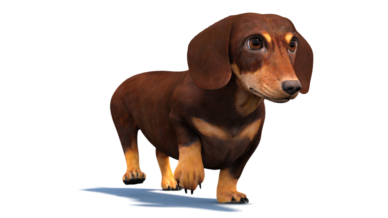 Animated Dachshund Dog 3D Model 360° view 4 frame 34