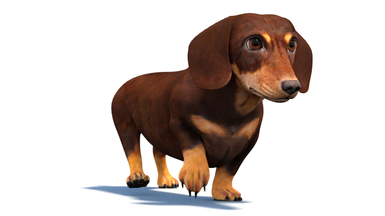 Animated Dachshund Dog 3D Model 360° view 4 frame 35