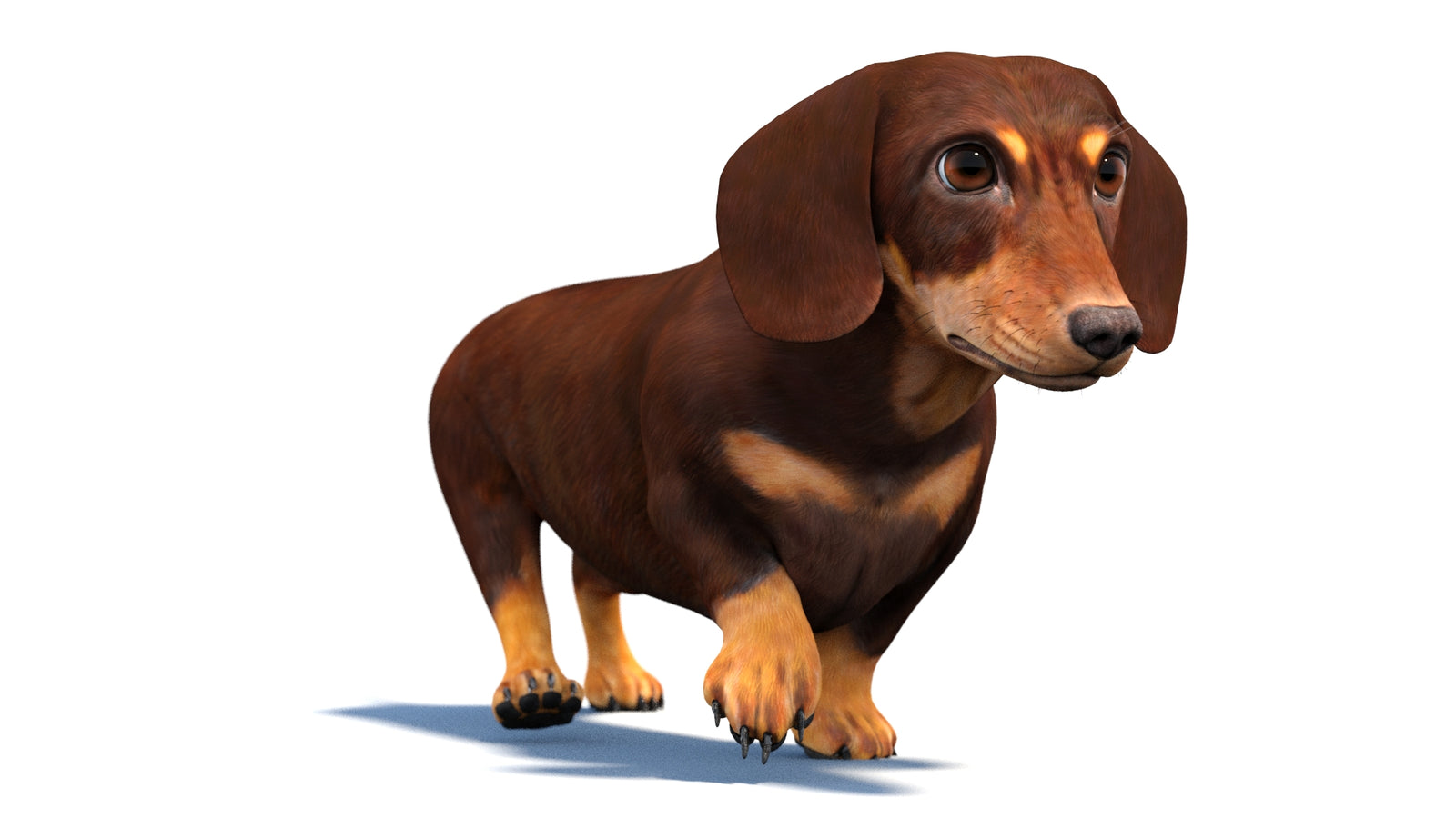 Animated Dachshund Dog 3D Model 360° view 4 frame 36