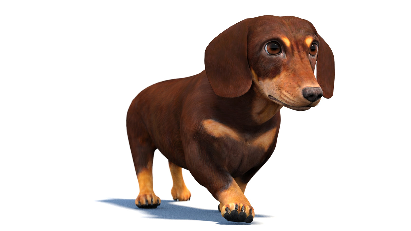 Animated Dachshund Dog 3D Model 360° view 4 frame 39