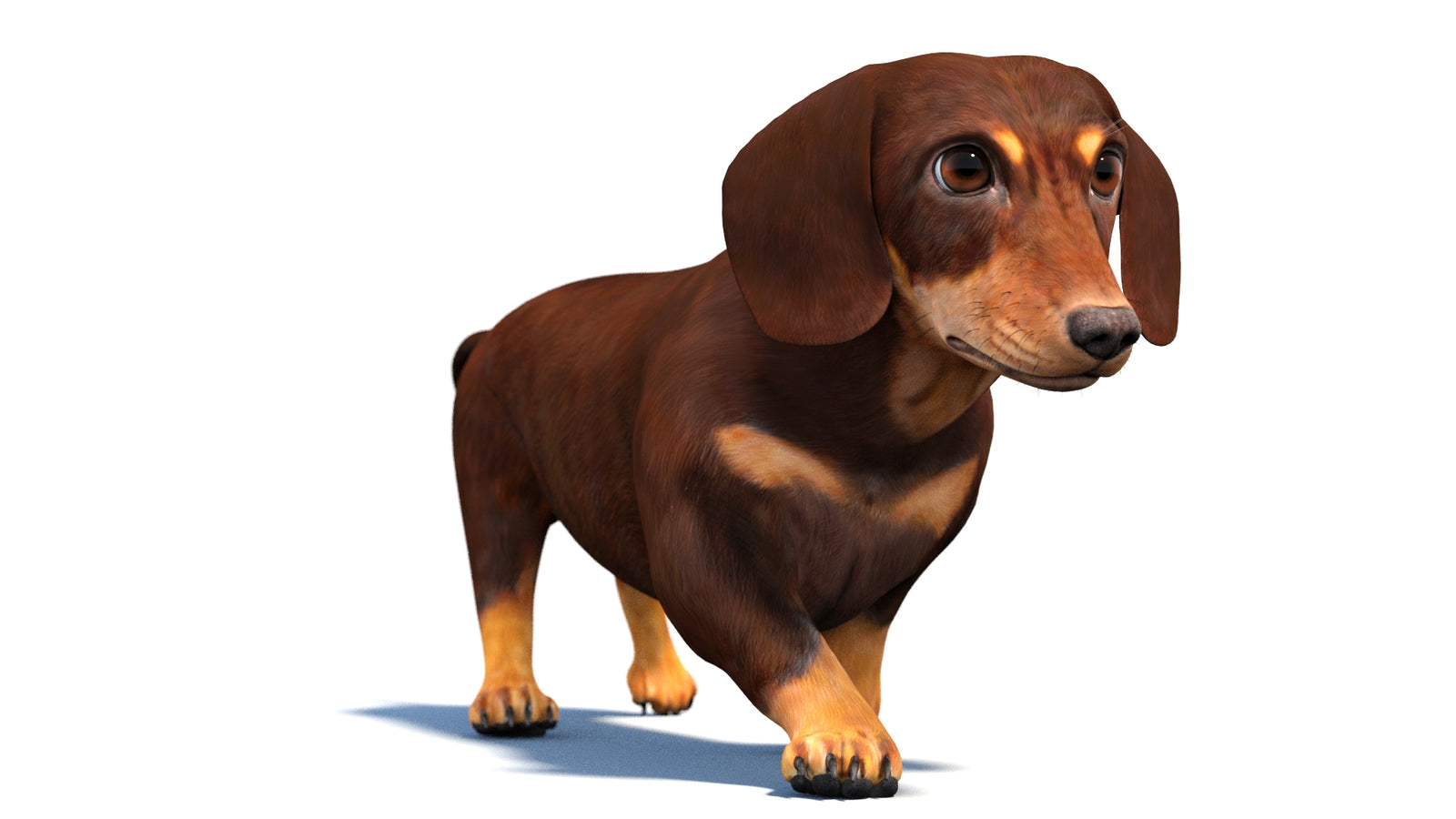 Animated Dachshund Dog 3D Model 360° view 4 frame 40