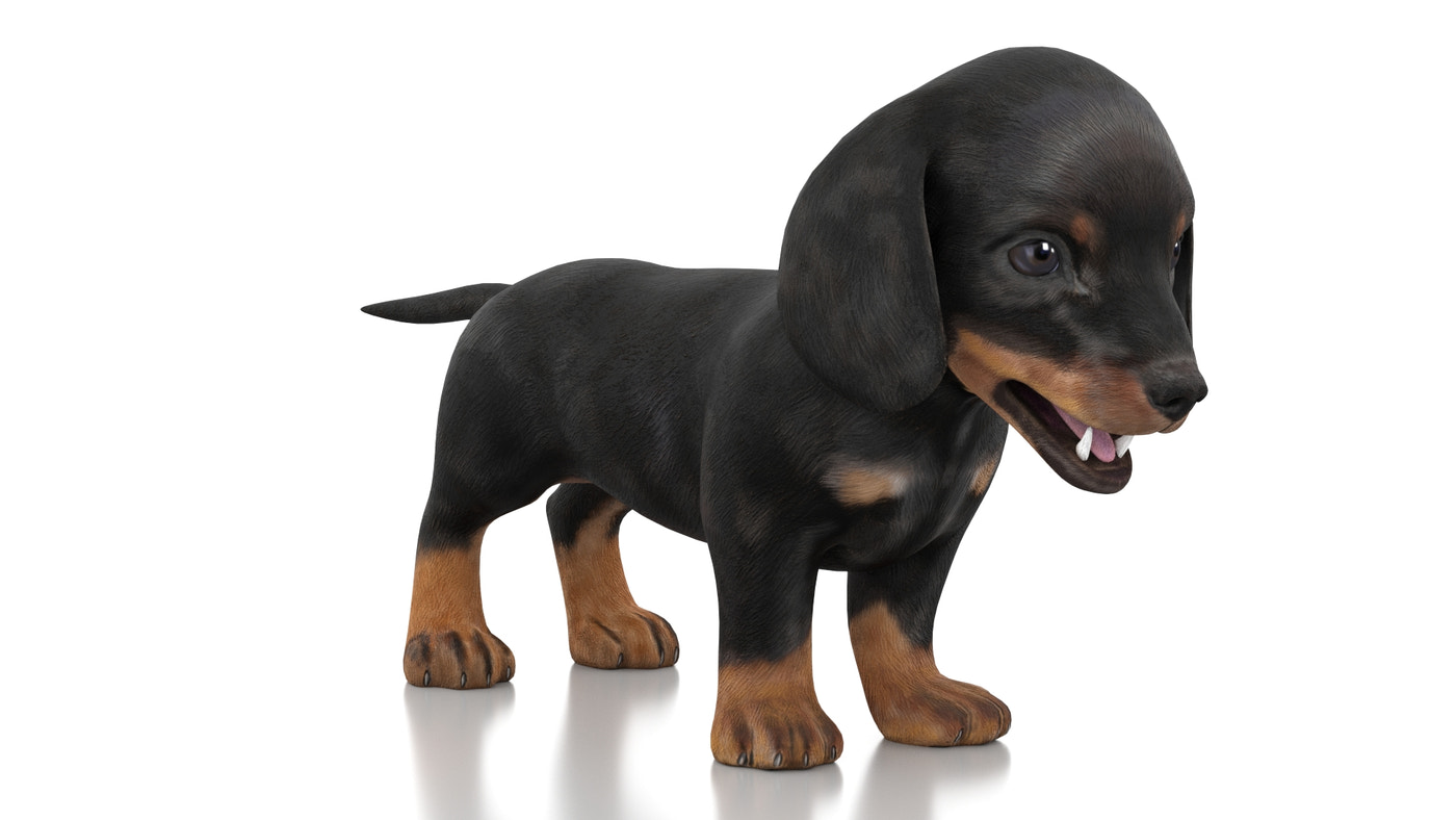 Dachshund Dog Puppy 3D Model - Game-Ready - 360 Degree View