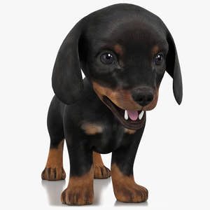 Dachshund puppy 3D model, game-ready low-poly Thumbnail