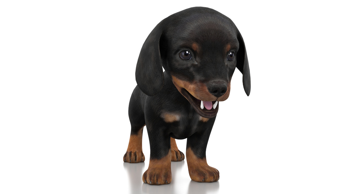 Dachshund puppy 3D model side view, quad topology
