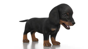 Dachshund Dog Puppy 3D Model - Game-Ready Thumbnail