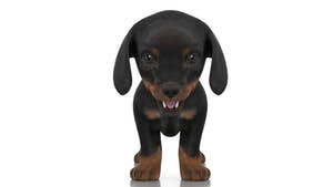 Dachshund Dog Puppy 3D Model - Game-Ready Thumbnail