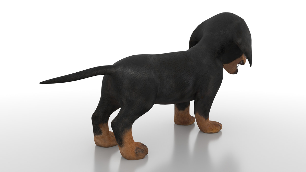 Dachshund Dog Puppy 3D Model - Game-Ready