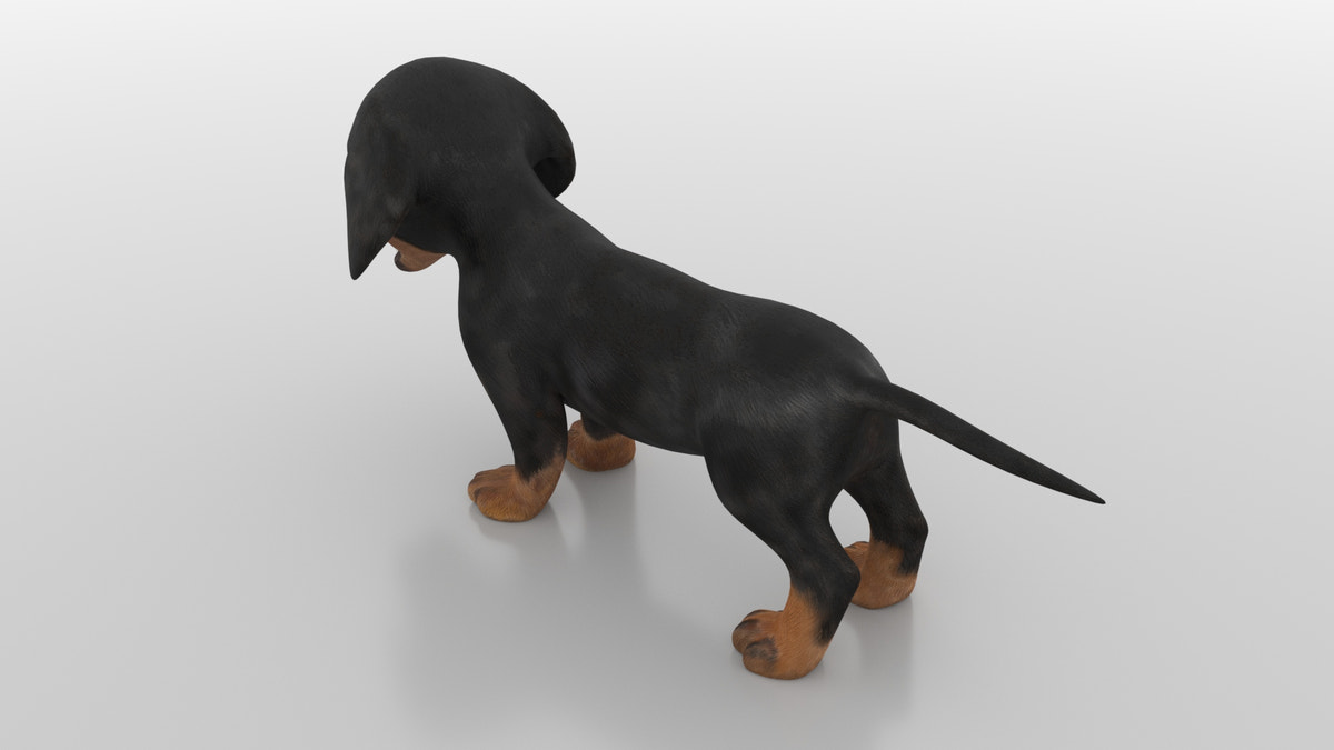 Dachshund Dog Puppy 3D Model - Game-Ready
