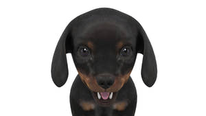 Dachshund puppy 3D model - head close up Thumbnail