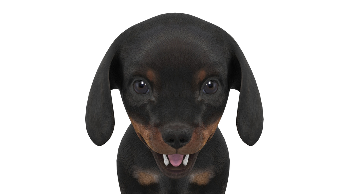 Dachshund puppy 3D model - head close up