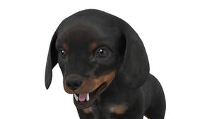 Dachshund Dog Puppy 3D Model - Game-Ready Thumbnail