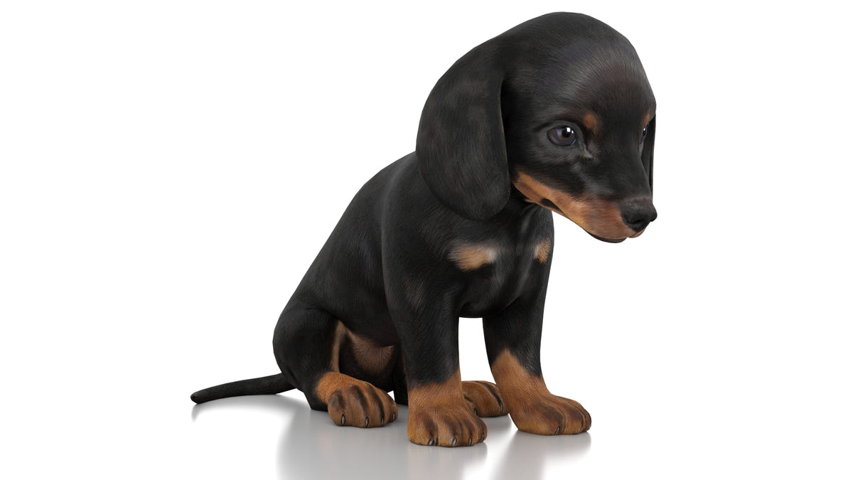 Rigged Dachshund Dog Puppy 3D Model - Game-Ready - 360 Degree View