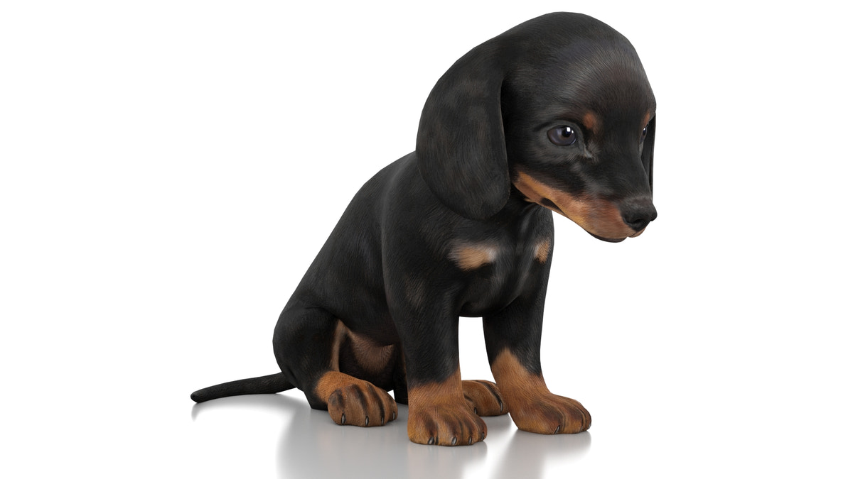 Dachshund Dog Puppy 3D Model Rigged - 360 Degree View