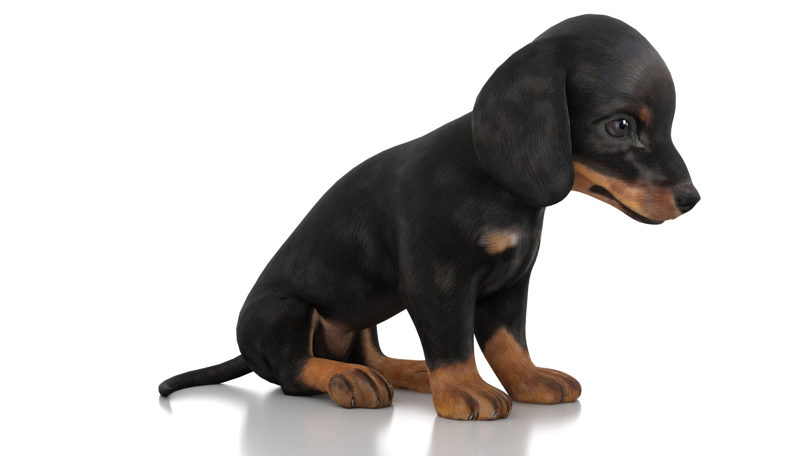 Dachshund Dog Puppy 3D Model Rigged 360° view 2 frame 3