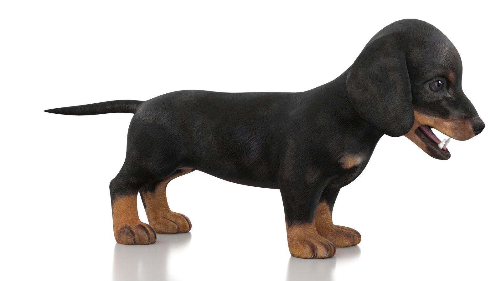 Dachshund Dog Puppy 3D Model Rigged 360° view 1 frame 4