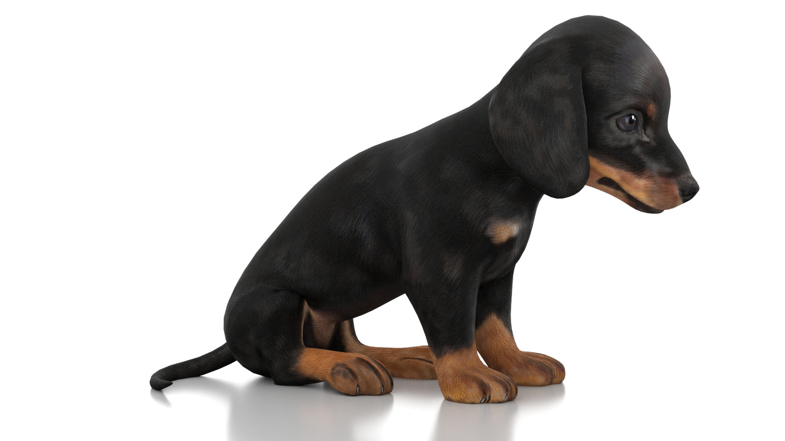 Dachshund Dog Puppy 3D Model Rigged 360° view 2 frame 4
