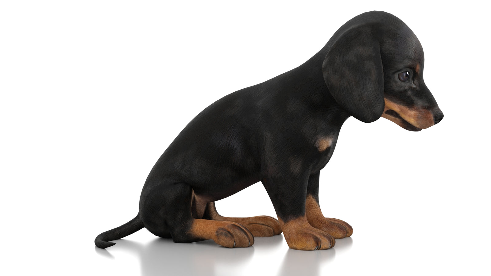 Dachshund Dog Puppy 3D Model Rigged 360° view 2 frame 5