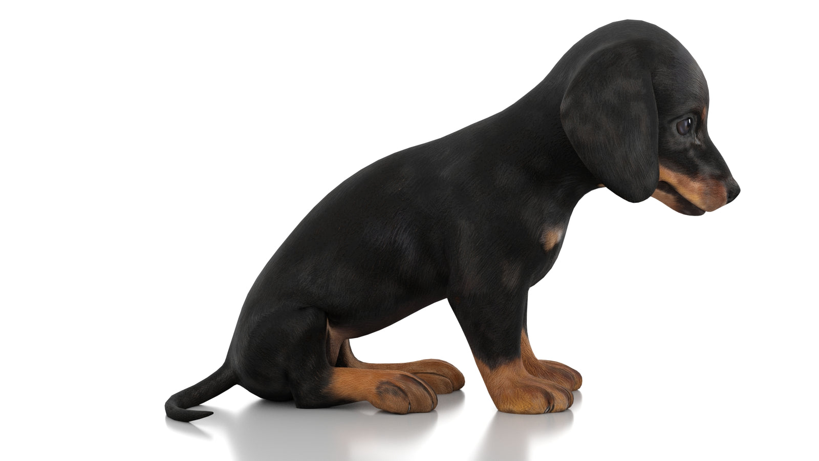 Dachshund Dog Puppy 3D Model Rigged 360° view 2 frame 6