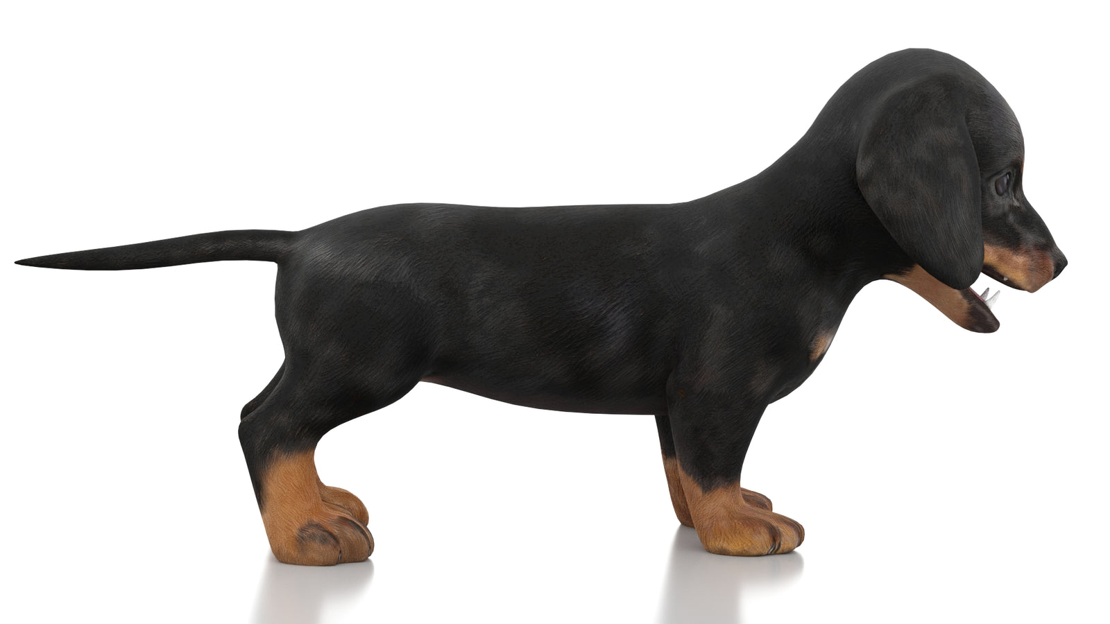 Dachshund Dog Puppy 3D Model Rigged 360° view 1 frame 7