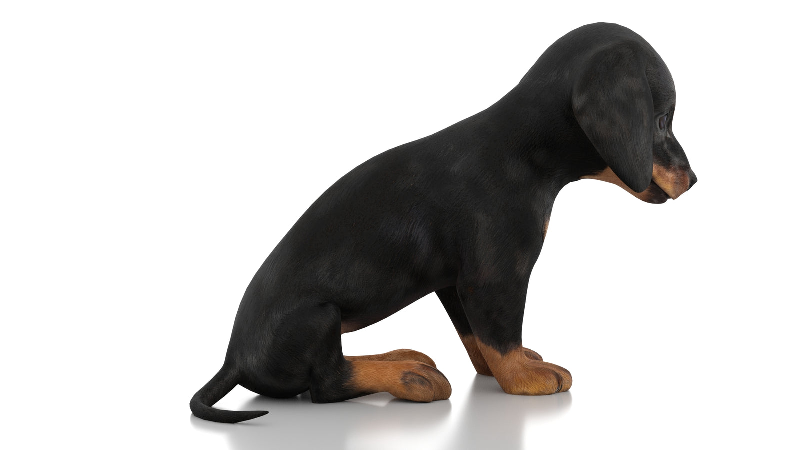 Dachshund Dog Puppy 3D Model Rigged 360° view 2 frame 8