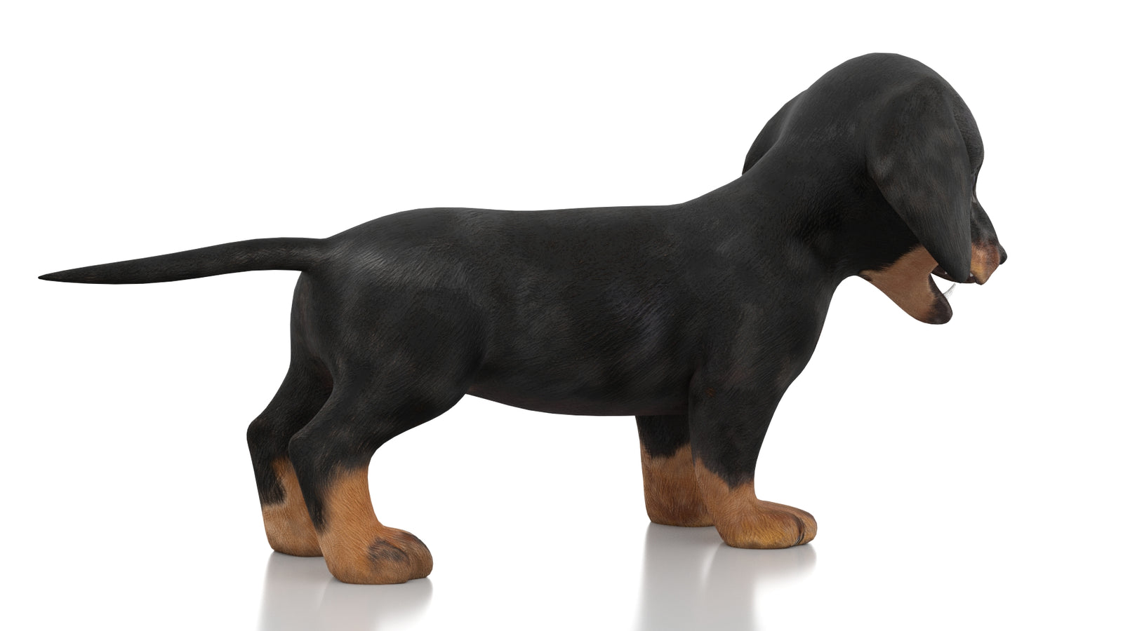 Dachshund Dog Puppy 3D Model Rigged 360° view 1 frame 9