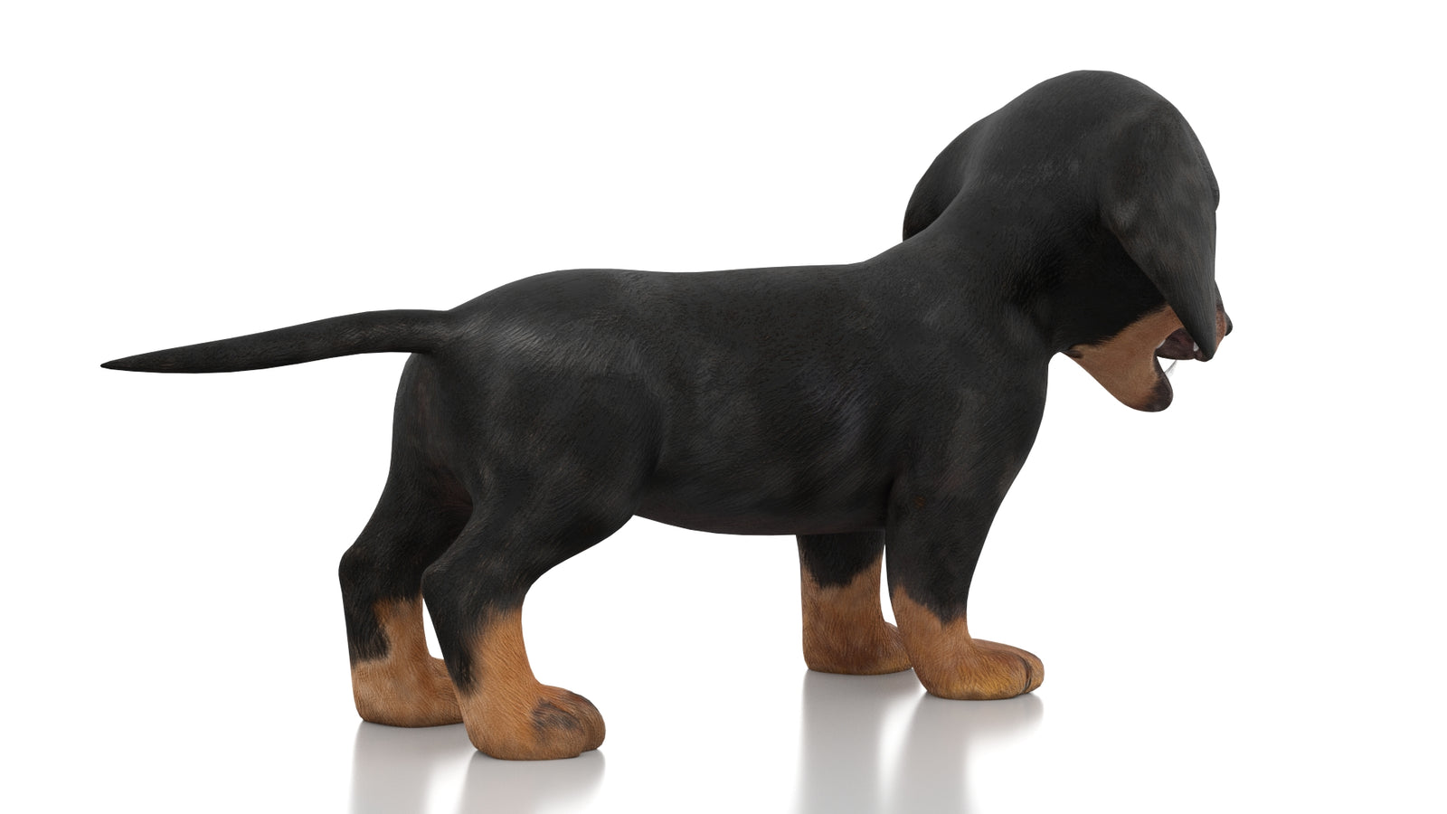 Dachshund Dog Puppy 3D Model Rigged 360° view 1 frame 10