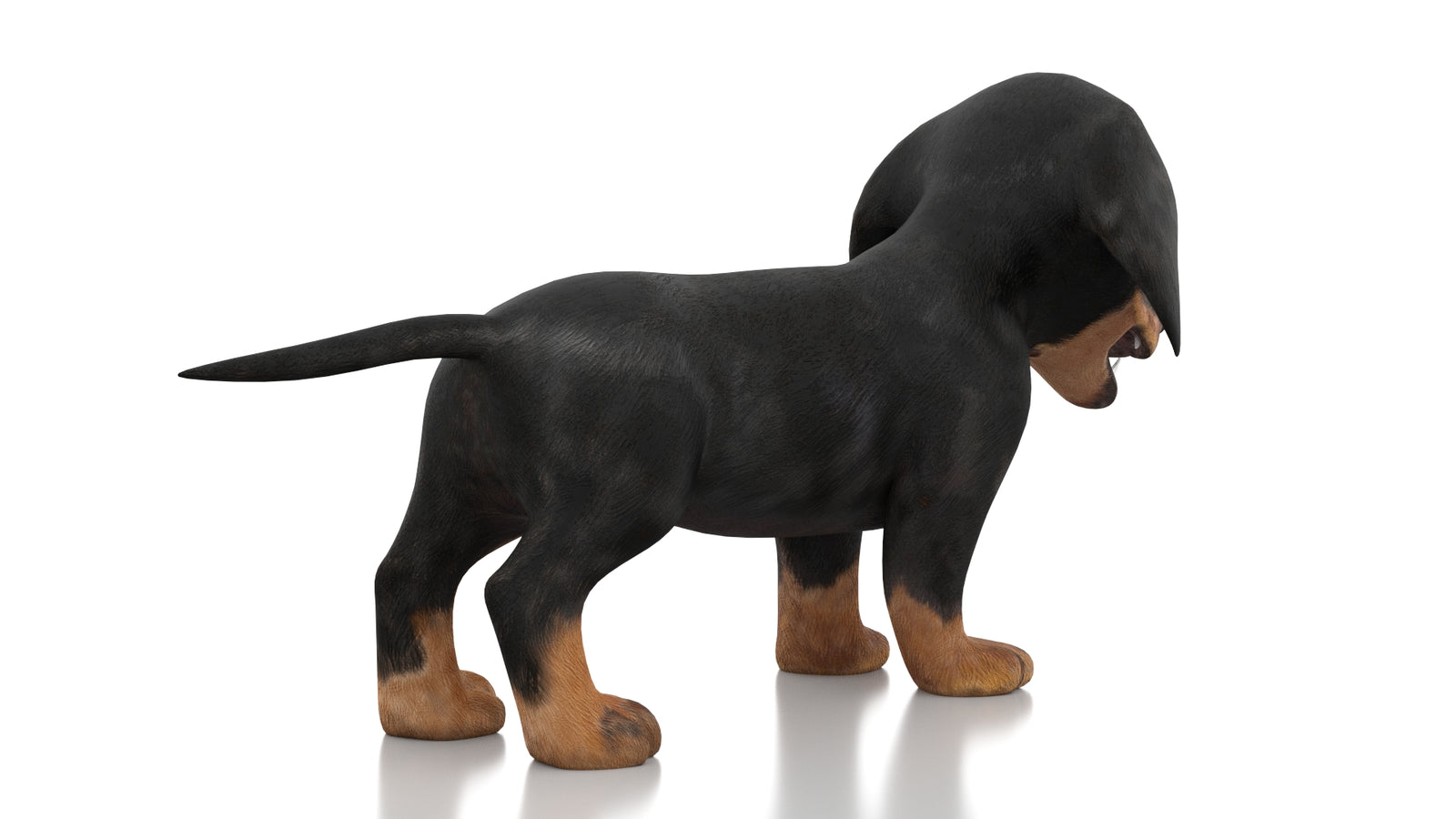 Dachshund Dog Puppy 3D Model Rigged 360° view 1 frame 11