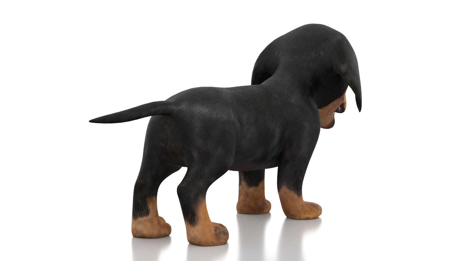 Dachshund Dog Puppy 3D Model Rigged 360° view 1 frame 12