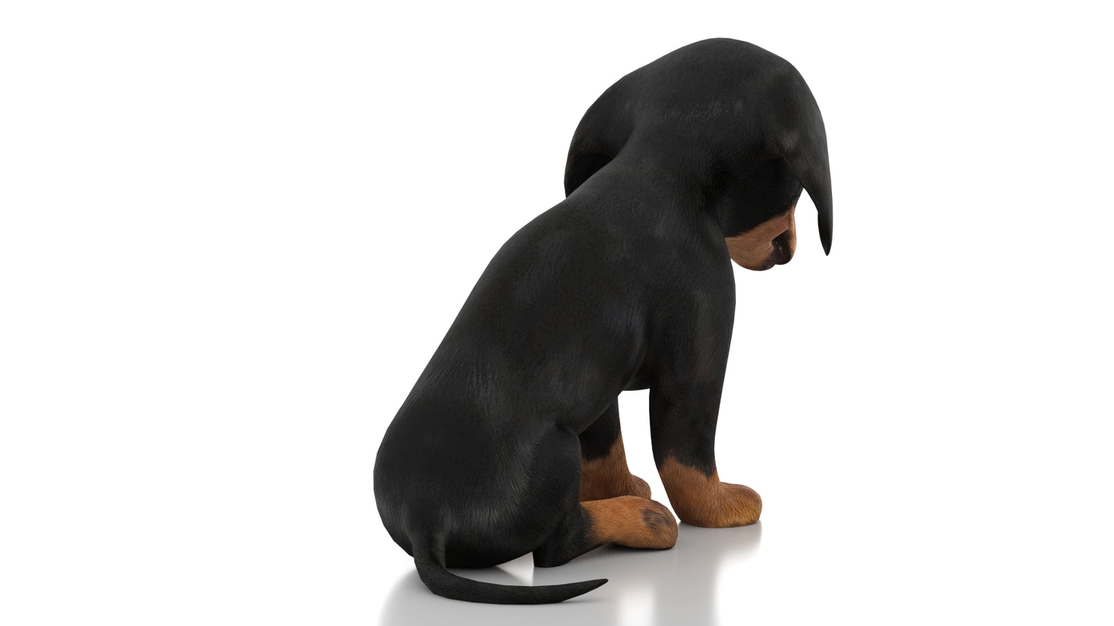 Dachshund Dog Puppy 3D Model Rigged 360° view 2 frame 12
