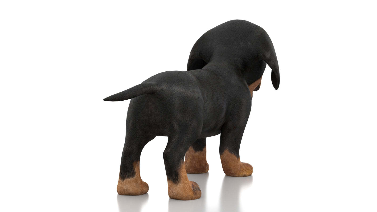 Dachshund Dog Puppy 3D Model Rigged 360° view 1 frame 13