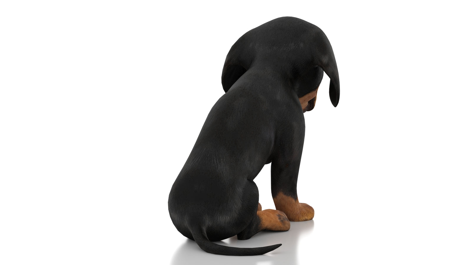 Dachshund Dog Puppy 3D Model Rigged 360° view 2 frame 13