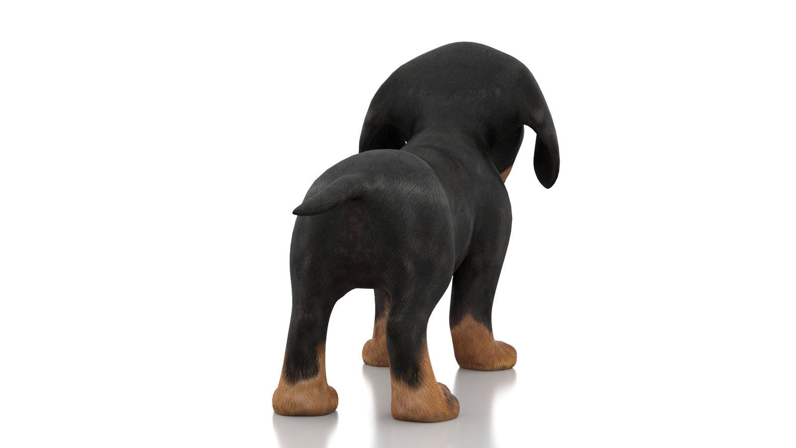 Dachshund Dog Puppy 3D Model Rigged 360° view 1 frame 14