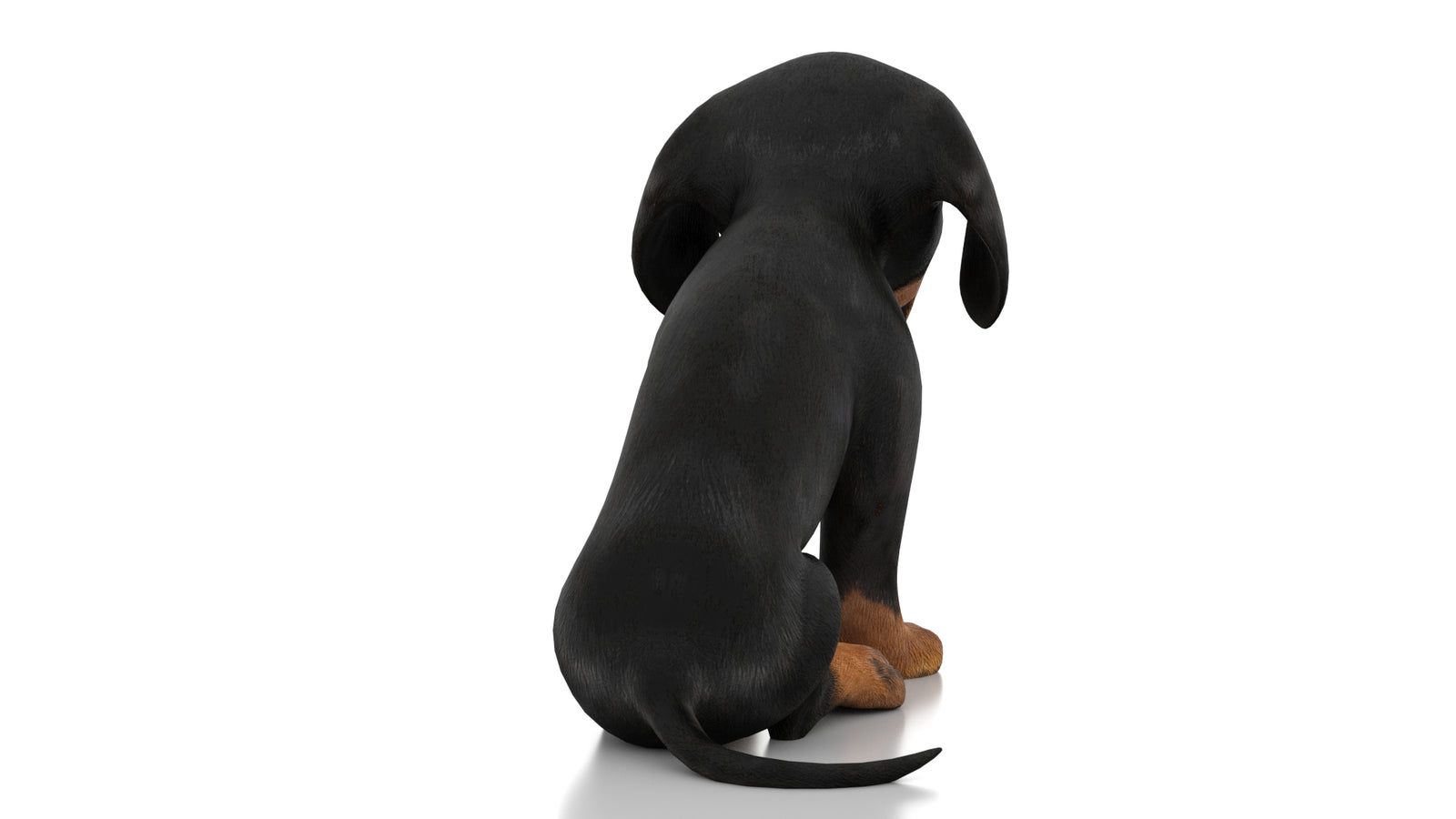 Dachshund Dog Puppy 3D Model Rigged 360° view 2 frame 14