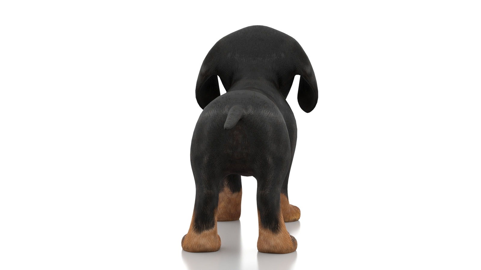 Dachshund Dog Puppy 3D Model Rigged 360° view 1 frame 15