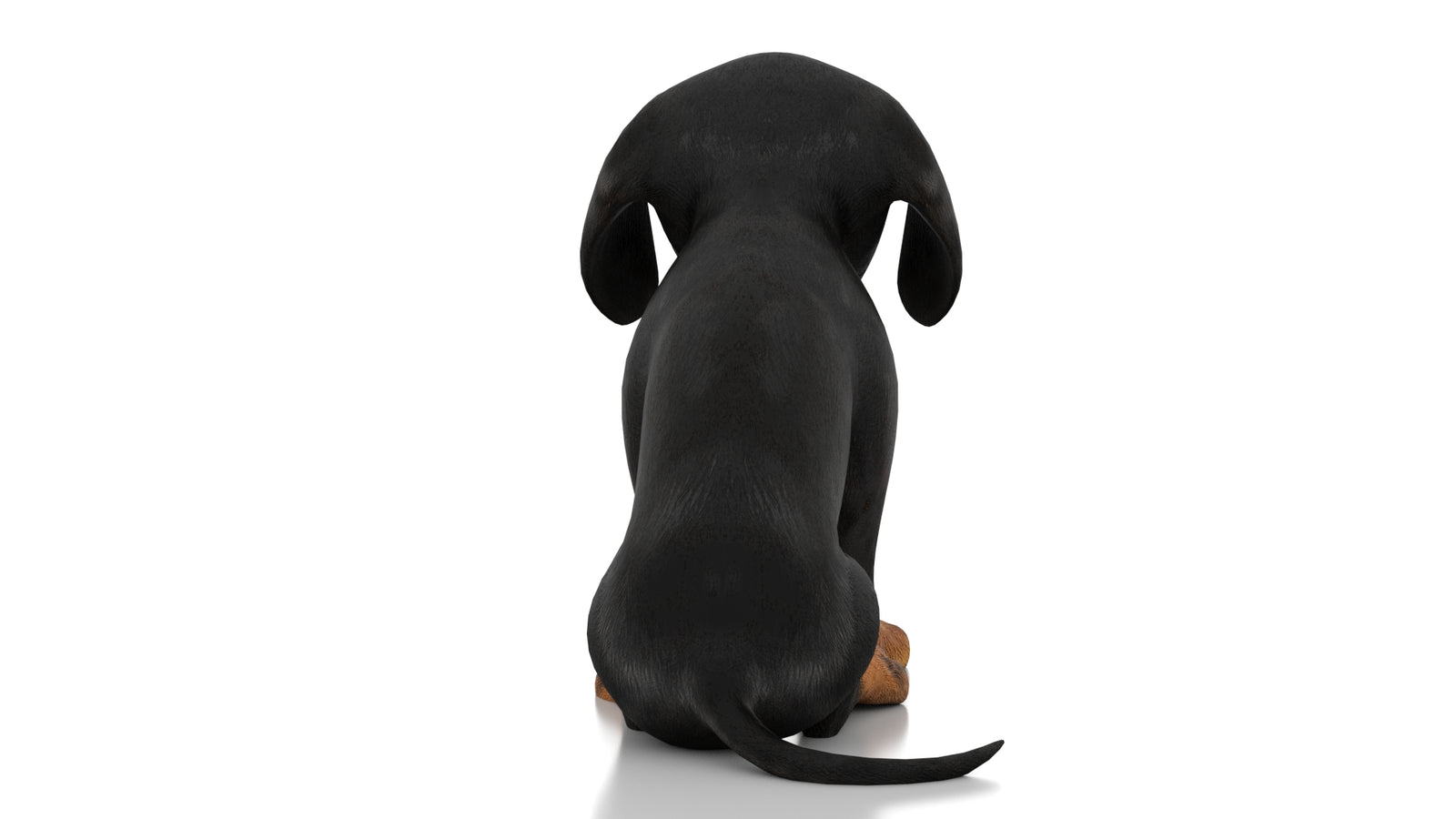Dachshund Dog Puppy 3D Model Rigged 360° view 2 frame 15