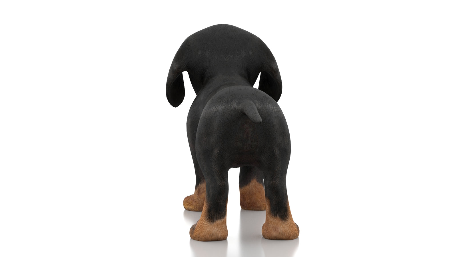 Dachshund Dog Puppy 3D Model Rigged 360° view 1 frame 16