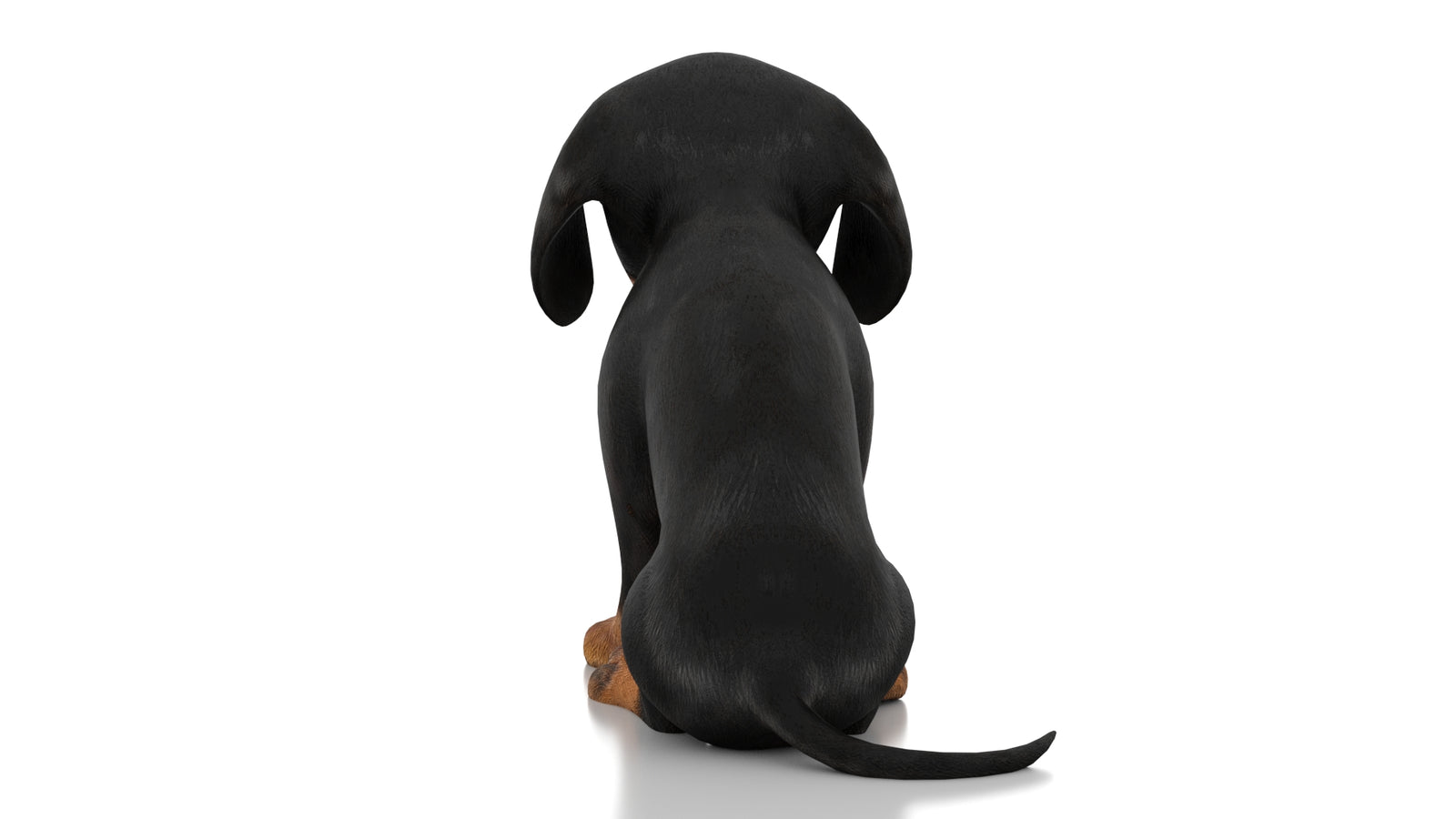 Dachshund Dog Puppy 3D Model Rigged 360° view 2 frame 16