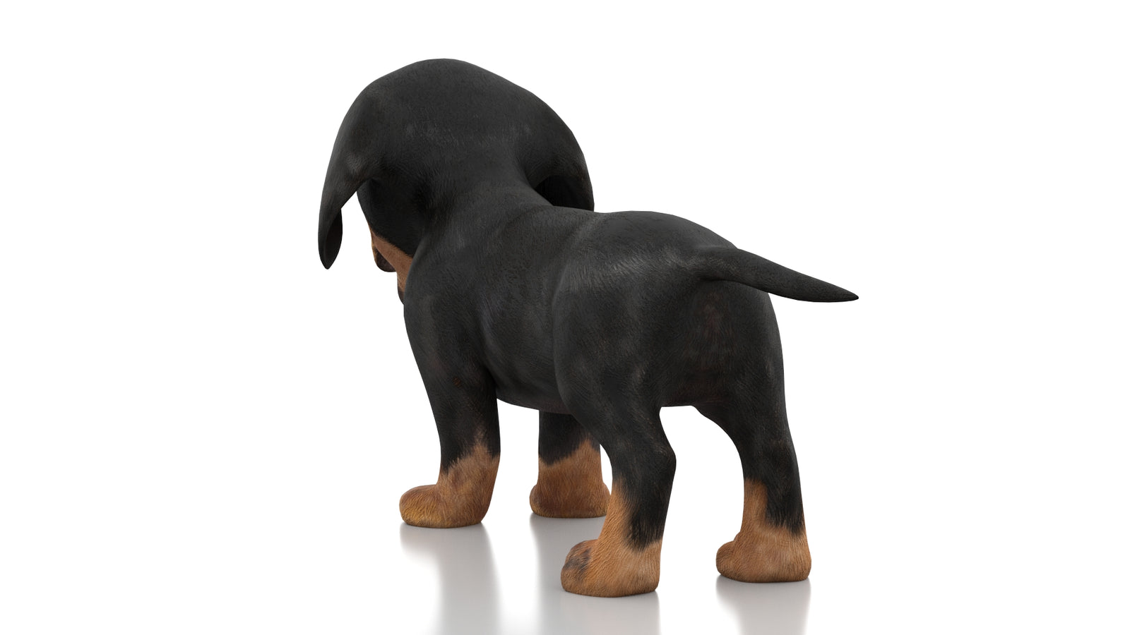 Dachshund Dog Puppy 3D Model Rigged 360° view 1 frame 18