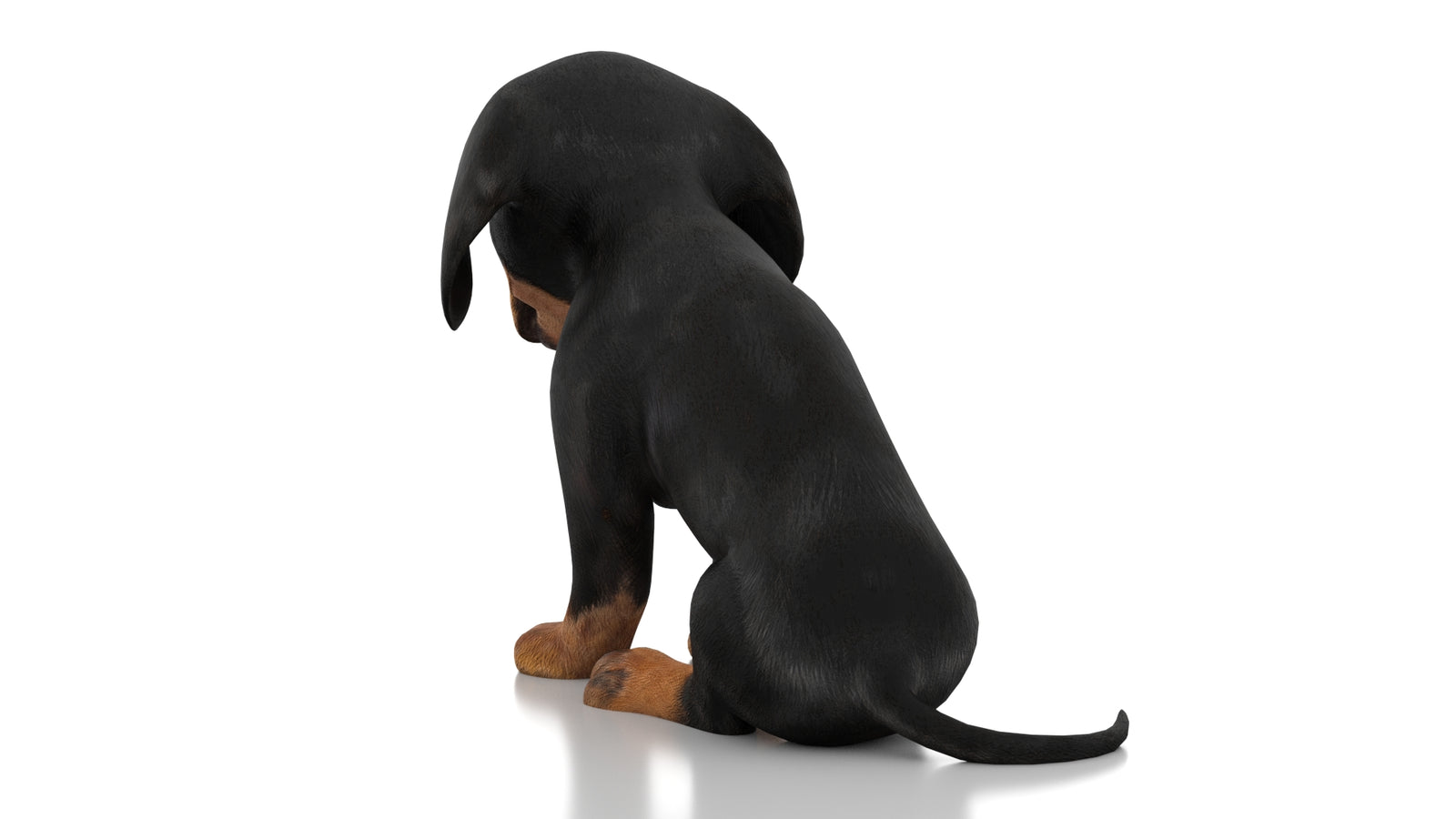 Dachshund Dog Puppy 3D Model Rigged 360° view 2 frame 18