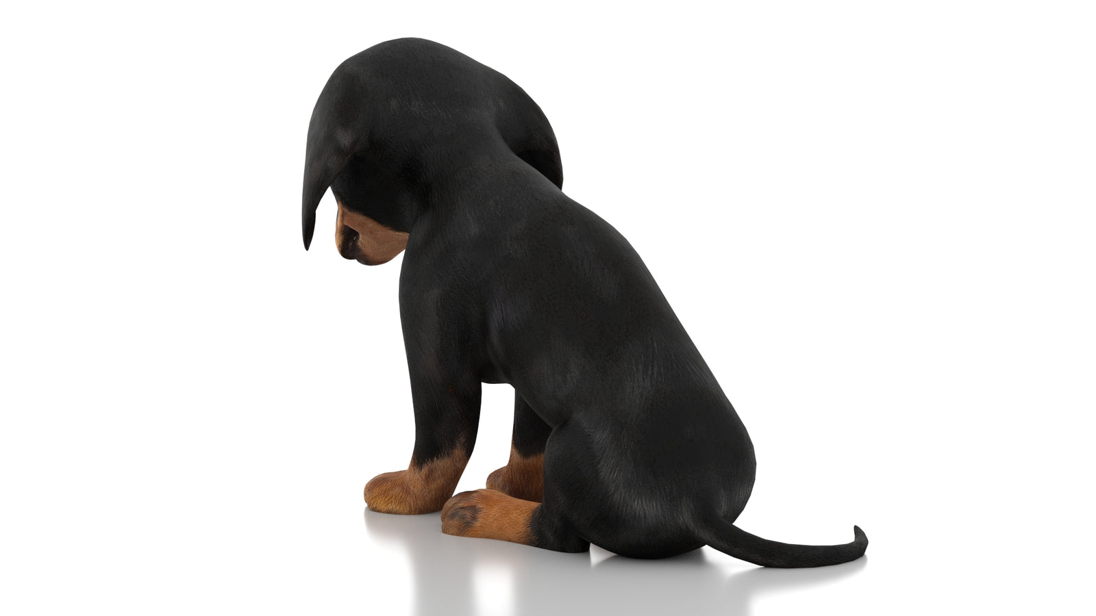 Dachshund Dog Puppy 3D Model Rigged 360° view 2 frame 19