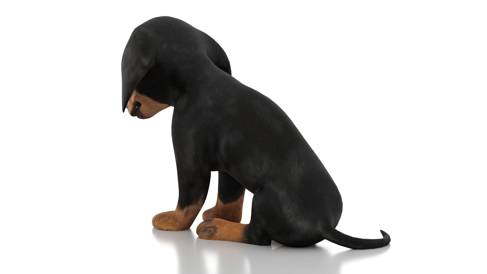 Dachshund Dog Puppy 3D Model Rigged 360° view 2 frame 20