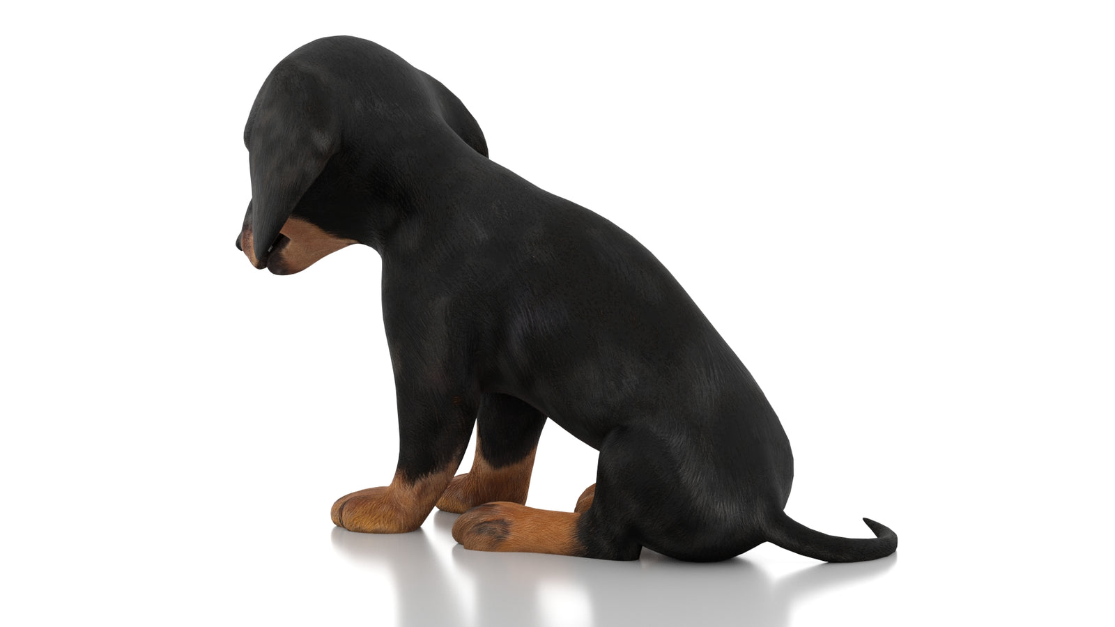 Dachshund Dog Puppy 3D Model Rigged 360° view 2 frame 21