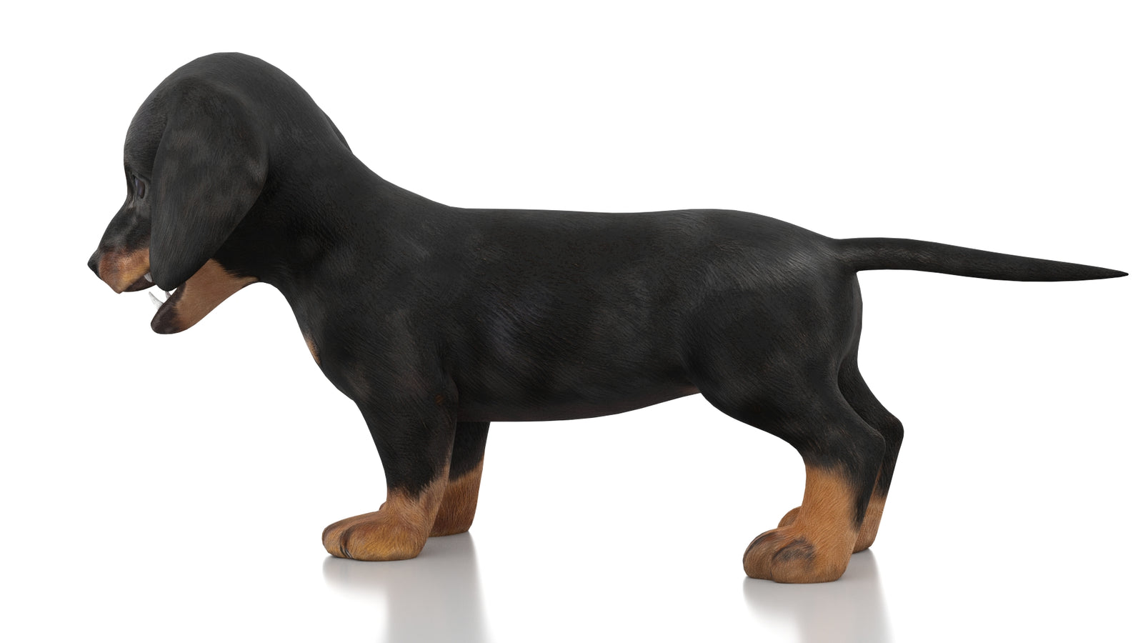 Dachshund Dog Puppy 3D Model Rigged 360° view 1 frame 23