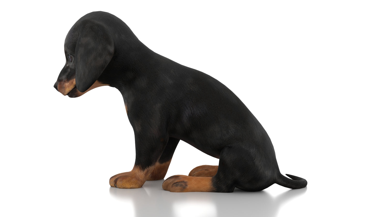 Dachshund Dog Puppy 3D Model Rigged 360° view 2 frame 23