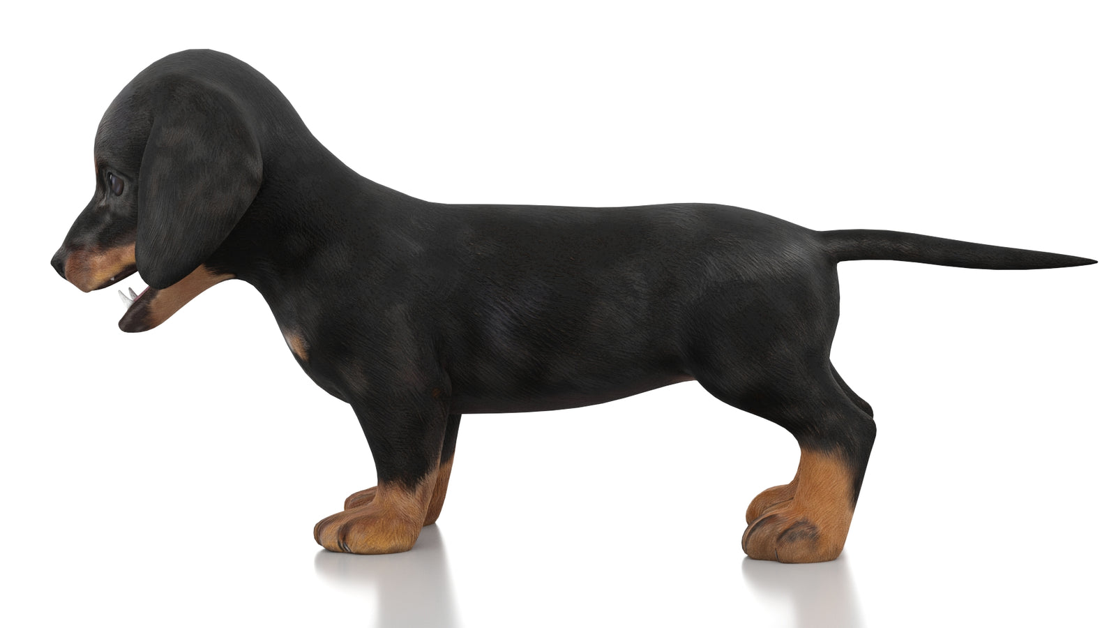 Dachshund Dog Puppy 3D Model Rigged 360° view 1 frame 24